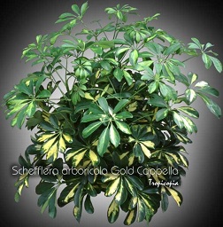 Schefflera - Schefflera arboricola 'Gold Cappela' - Hawaiian elf, Parasol plant