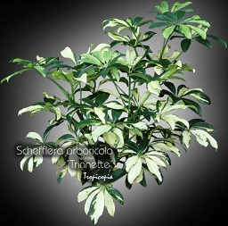 Schefflera - Schefflera arboricola 'Trinette' - Yellow Hawaiian elf, Yellow parasol plant