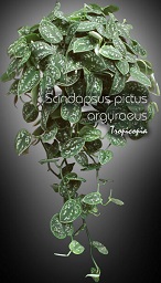 Hanging - Scindapsus pictus argyraeus - Picta Philodendron, Satin pothos, Devil's ivy