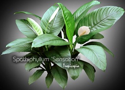 Spathiphyllum - Spathiphyllum 'Sensation' - Peace lily