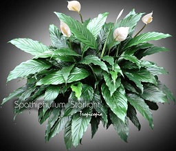 Spathiphyllum - Spathiphyllum 'Starlight' - Peace lily