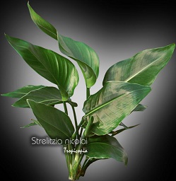 Foliage plant - Strelitzia nicolai  - White bird of paradise