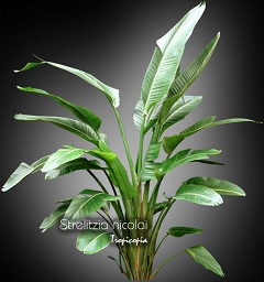 Foliage plant - Strelitzia nicolai  - White bird of paradise