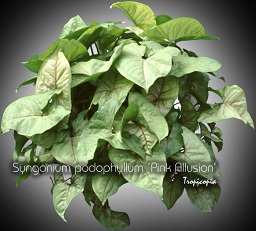 Hanging - Syngonium podophyllum 'Pink Allusion' - African evergreen, Arrowhead vine, Goosefoot plant