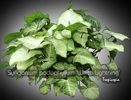 Hanging - Syngonium podophyllum 'White Lightning' - African evergreen, Arrowhead vine, Goosefoot plant
