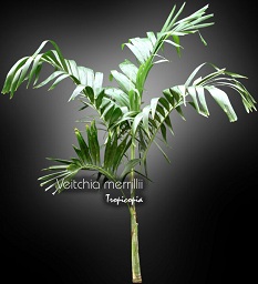 Palm - Veitchia merrillii - Adonidia, Christmas palm, Manila palm