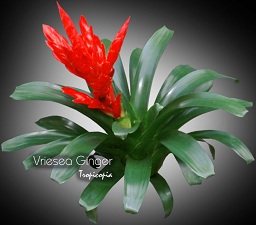 Bromeliad - Vriesea Ginger - 