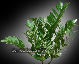Foliage plant - Zamioculcas zamifolia - Zz plant