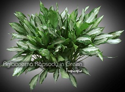 Aglaonema - Aglaonema Rapsody in Green - Aglaonema - Chinese Evergreen