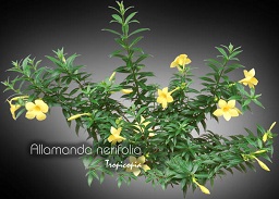 Allamanda nerifolia
