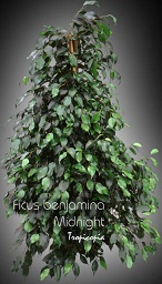 Ficus benjamina Midnight