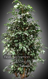 Ficus benjamina Midnight