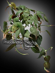 Philodendron - Philodendron micans - Philodendron velour - Velvet-leaf vine