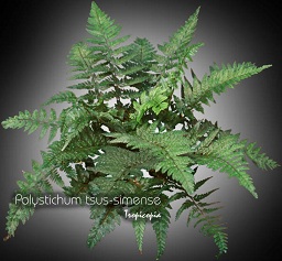 Fougère - Polystichum tsus-simense -  - Korean rock fern, Tsu-sima holly fern
