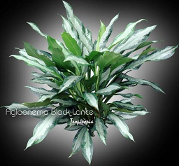 Aglaonema - Aglaonema 'Black Lance' - Chinese Evergreen