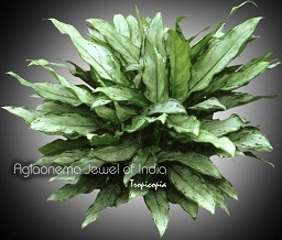 Aglaonema - Aglaonema 'Jewel of India' - Chinese Evergreen