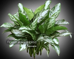 Aglaonema - Aglaonema 'Jubilee' - Chinese Evergreen