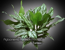 Aglaonema - Aglaonema 'Painted Princess' - Chinese Evergreen