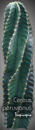 Cactus & Succulent - Cereus peruvianus - Tree-Cereus