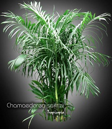 bamboo palm houseplant