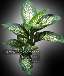 Dieffenbachia - Dieffenbachia amoena Tropic Snow - Dumcane