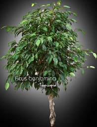 Ficus - Ficus benjamina - Weeping fig