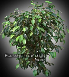 Ficus - Ficus benjamina 'Midnight' - Weeping fig