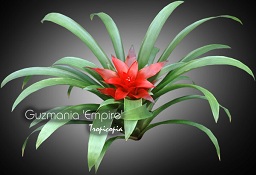 Bromeliad - Guzmania 'Empire' - Guzmania