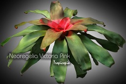 Bromeliad - Neoregelia 'Victoria Pink' - 