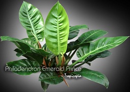 Philodendron - Philodendron 'Emerald Prince' - 