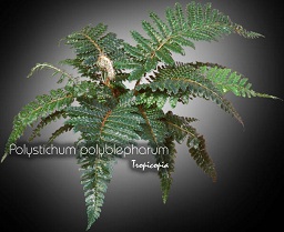 Fern - Polystichum polyblepharum - Japanese tassel fern