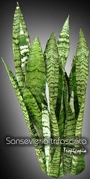 Sansevieria - Sansevieria trifasciata - Snake plant