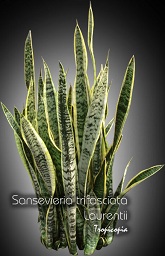 Sansevieria - Sansevieria trifasciata Laurentii - Snake plant