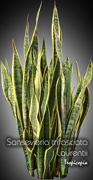 Sansevieria - Sansevieria trifasciata Laurentii - Snake plant