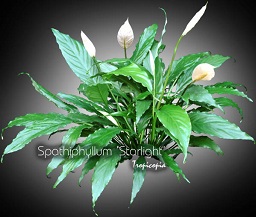 Spathiphyllum - Spathiphyllum 'Starlight' - Peace lily