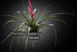Bromeliad - Tillandsia Creation - 