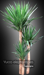 Dracaena - Yucca elephantipes - Spineless yucca, Palm lily
