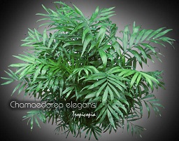 Palmier - Chamaedorea elegans - Palmier nain, Palmier Bella, Palmier Neanthebella - Bella palm, Neanthebella palm, Dwarf palm