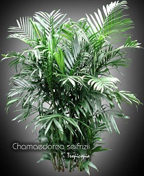 Palmier - Chamaedorea seifrizii - Palmier bamboo - Bamboo palm, Reed Palm