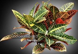 Feuillage - Codiaeum petra - Croton - Croton