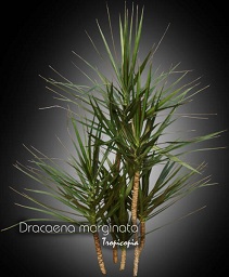 Dracaena - Dracaena marginata - Dragonier - Madagascar dragon tree