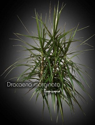 Dracaena - Dracaena marginata - Dragonier - Madagascar dragon tree