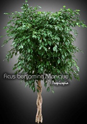 Ficus - Ficus benjamina Monique - Figuier pleureur - Weeping fig