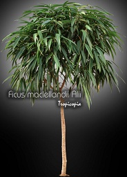 Ficus maclellandii Alii