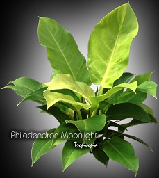 Philodendron Moonlight