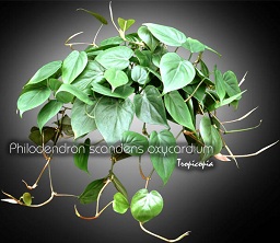 Philodendron scandens oxycardium