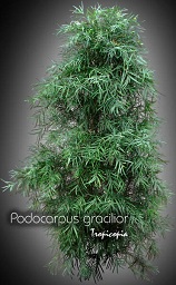 Podocarpus gracilior