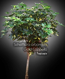 Schefflera arboricola Gold Cappela