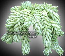 Sedum morganianum