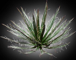 Cactus & Succulent - Agave filifera - Thread Agave, Century plant